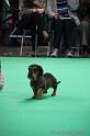 Crufts2011_2 1617